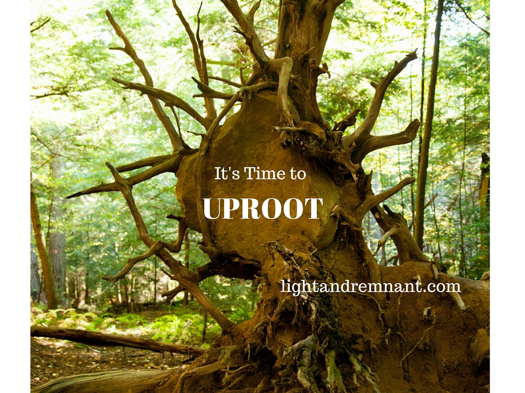 it-s-time-to-uproot-and-break-up-the-negative-cycles-in-your-life