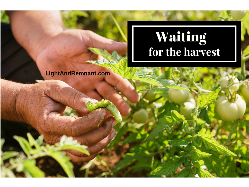 Waiting for the Harvest